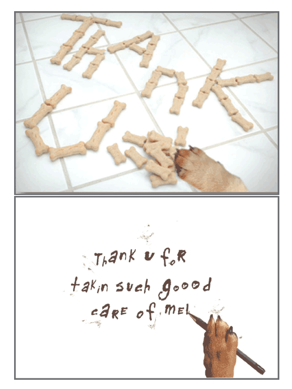 Pet Sitter - Dog Bones