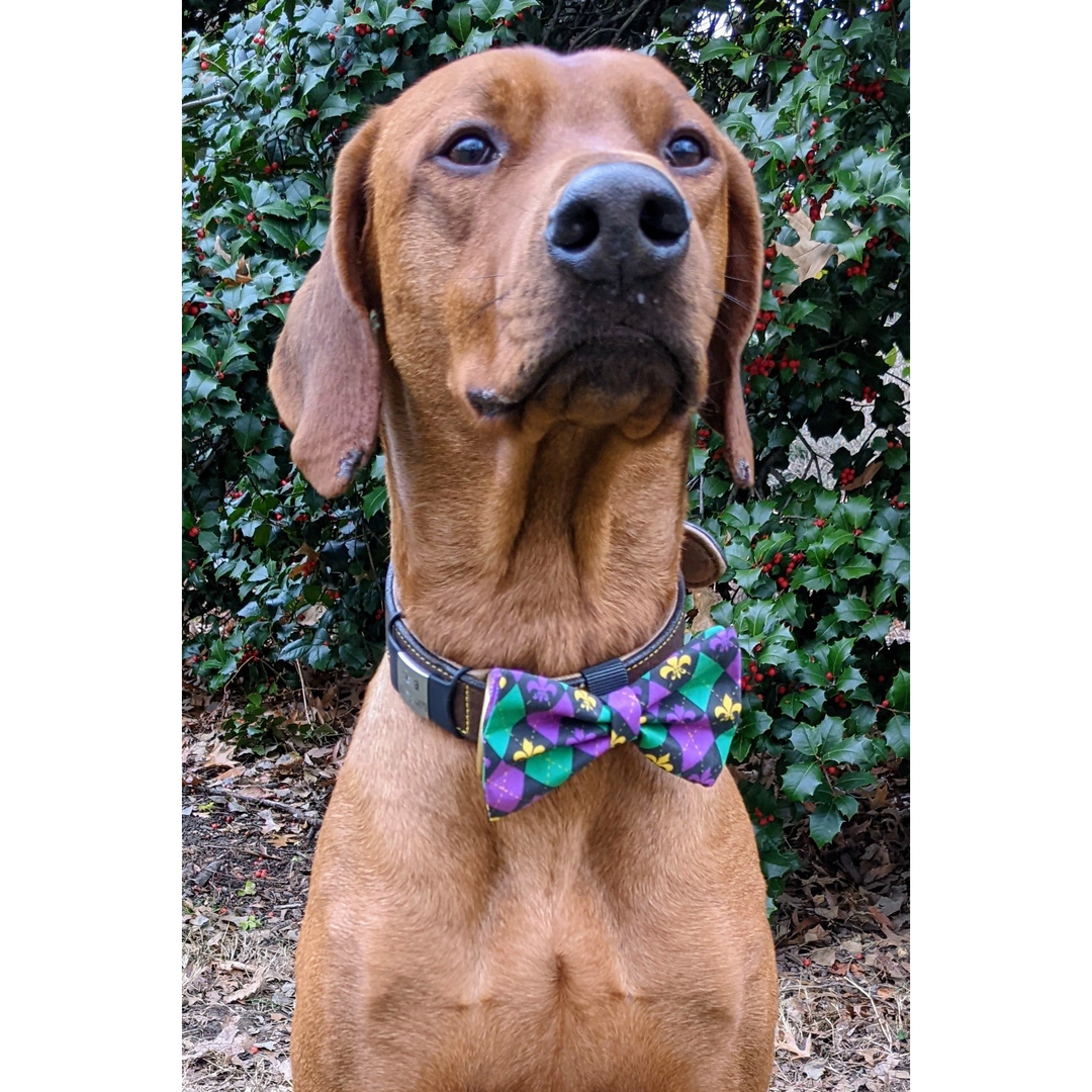 Mardi Gras Argyle Bow Tie